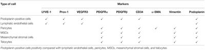 Role of Podoplanin-Positive Cells in Cardiac Fibrosis and Angiogenesis After Ischemia